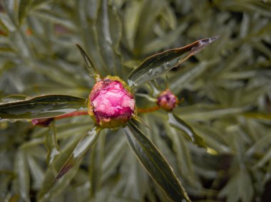Yapraklarında yağmur damlaları olan şakayık çiçeği tomurcuğu