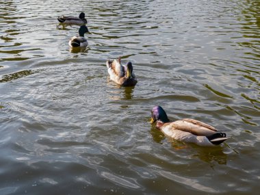 Renkli ördekler öğleden sonra gölde yüzüyor.