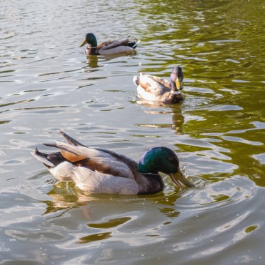Yumuşak güneş yansımalarıyla suyu keşfeden ördekler