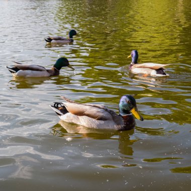 Ördek sakince gölün parıldayan yüzeyinde hareket eder.