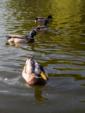 Canlı doğal su ortamında sakin ördek