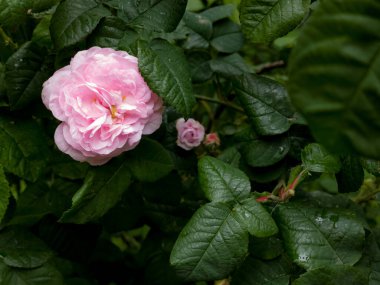 Çiçek açan pembe bahçenin yakın planında yağmur damlaları var.