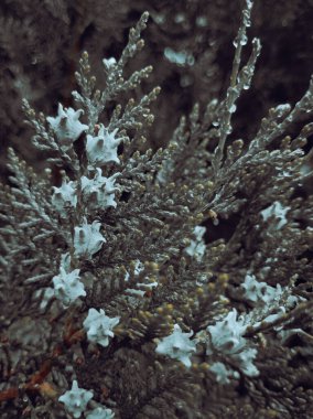 Yeşil sedir iğnelerinde parlayan yağmur damlaları