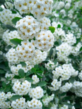 Sabah duşundan sonra yakalanan bahar çiçeği kümesi