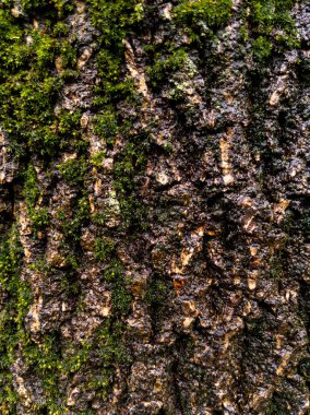 Yeşil yosunlu desenli kabuğun yakın çekimi