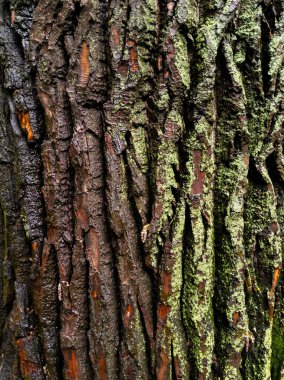 Yosun bantlı sert ağaç gövdesi yüzeyi