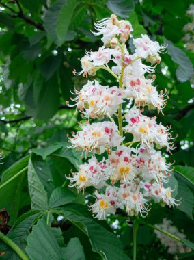Bahar bahçesinde açan kestane çiçeği kümesi