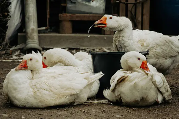 Sakin çiftlik sahnesinde beş beyaz kaz yakalandı.