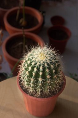 Tenceredeki kaktüs bitkisi, arka planda kırmızı tencereler olan kaktüs fotoğrafı, yakın görüş, seçici odaklanma.