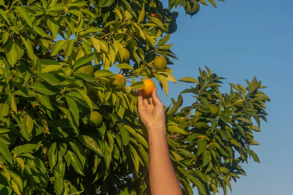 Hand Holding Ripe Tangerine Fruit Tree Citrus Mandarin Orange Fruits — Stock Photo, Image