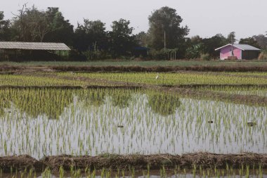 Kuzey Tayland 'ın pirinç tarlaları. Chiang Mai, Tayland 'da pirinç tarlaları