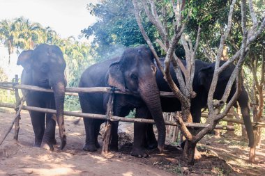 Chiang Mai, Tayland 'daki fil rehabilitasyon merkezinde filler.