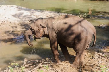 Tayland 'ın Chiang Mai şehrinde hortumuyla su içen yetişkin bir fil..