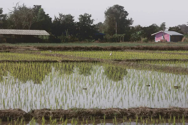 Kuzey Tayland 'ın pirinç tarlaları. Chiang Mai, Tayland 'da pirinç tarlaları