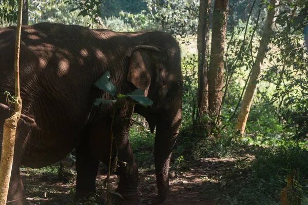 Tayland 'da Chiang Mai ormanında ağaçların arasında yürüyen dişi bir fil. Doğada bir Asya fili.