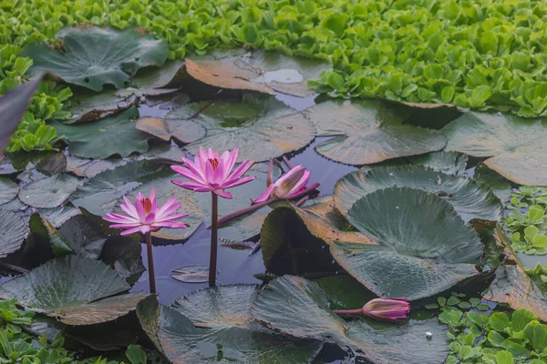 Lotus flowers blooms above the water, pink lotus flowers in Thailand  enlightenment symbolism, zen concept idea