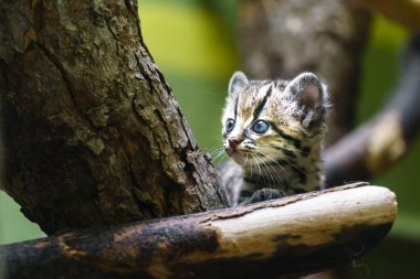 Portrait of Margay in zoo