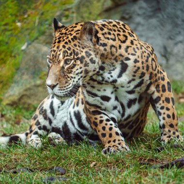 Portrait of Jaguar in zoo