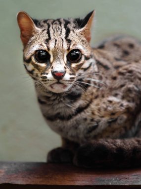 Portrait of Palawan leopard cat