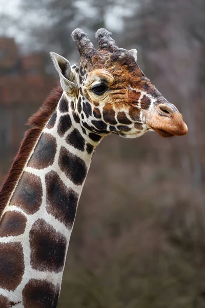 Portrait Reticulated Giraffe — Stok fotoğraf