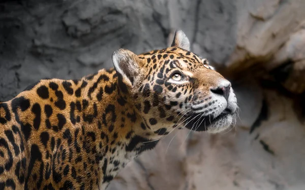 Portrait Jaguar Zoo —  Fotos de Stock