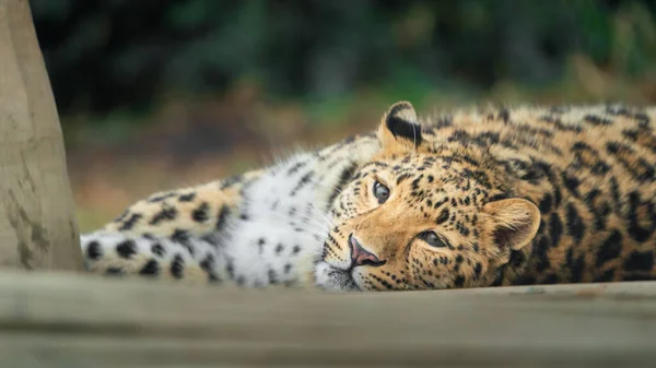 Retrato Amur Leopardo —  Fotos de Stock