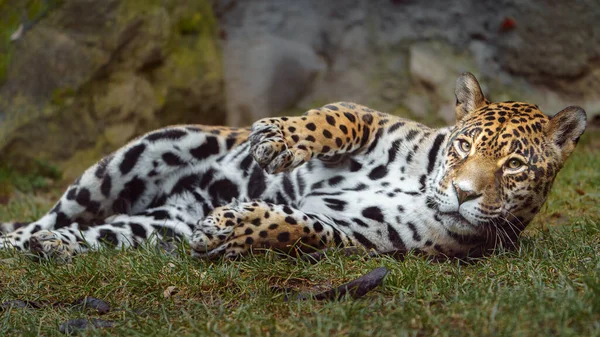 Portrait Jaguar Zoo —  Fotos de Stock