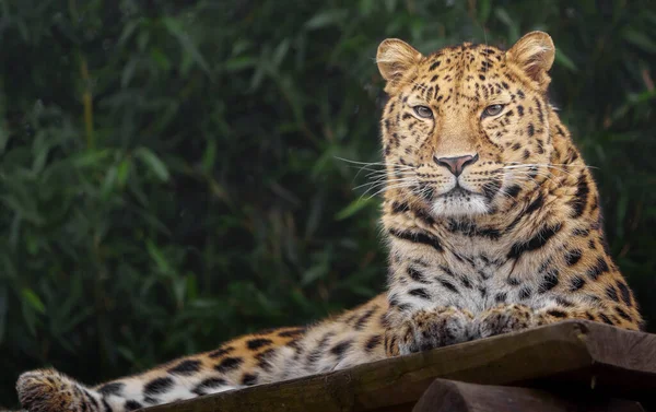 Retrato Amur Leopardo —  Fotos de Stock