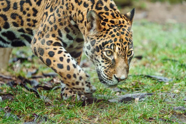 Retrato Jaguar Zoológico — Fotografia de Stock