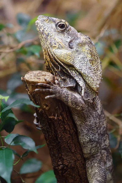 Portrait of Frilled lizard