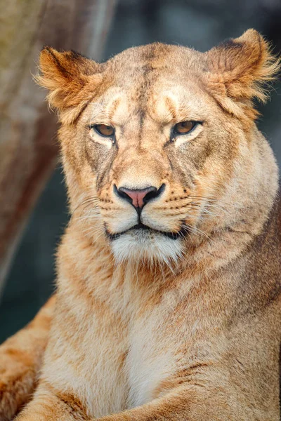 Retrato Del León Del Norte África —  Fotos de Stock