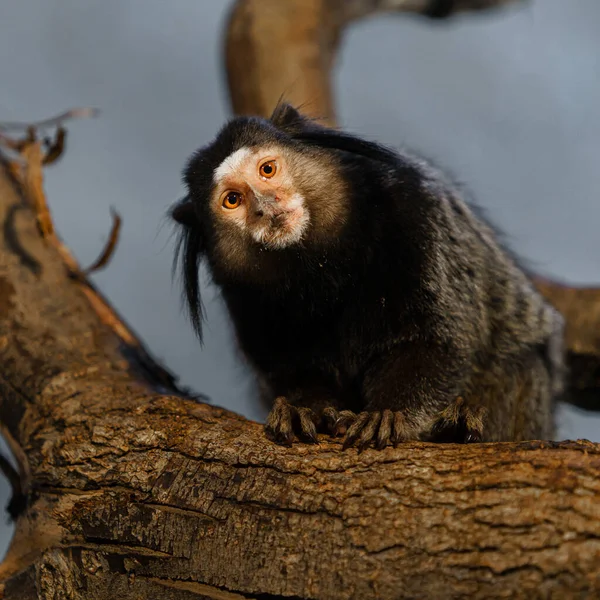 마모셋의 — 스톡 사진