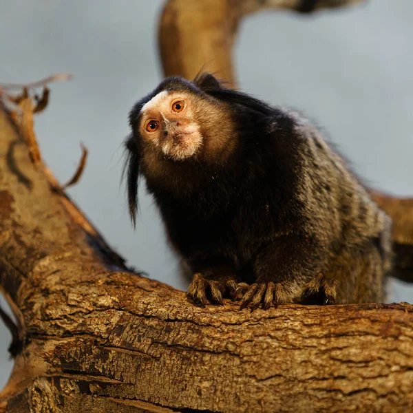 마모셋의 — 스톡 사진