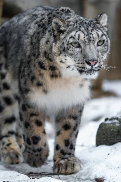 Portrait Snow Leopard —  Fotos de Stock