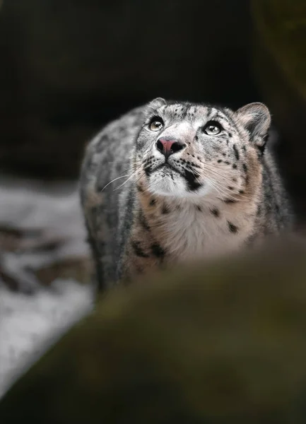 Portrait Snow Leopard — 스톡 사진