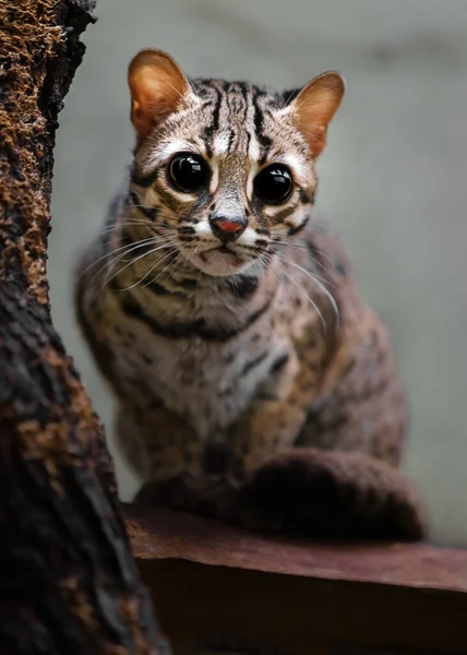 Portrait Palawan Leopard Cat — 스톡 사진