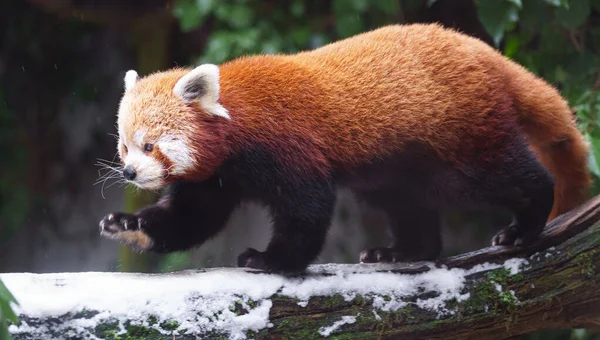 Red Panda Portresi — Stok fotoğraf