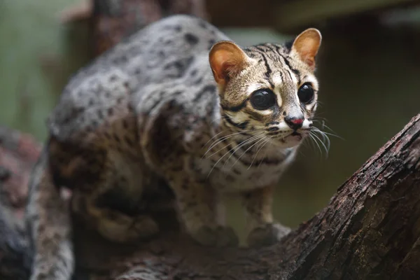 Retrato Gato Leopardo Palawense —  Fotos de Stock