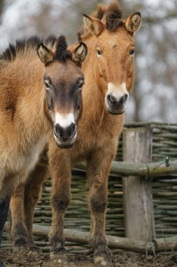 Photo of a Przewalskis horse