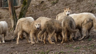 Photo of a Arctic wolf
