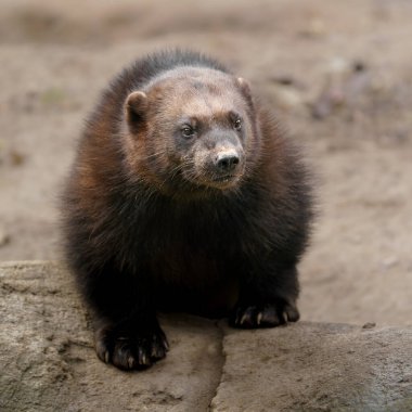 Photo of a Wolverine