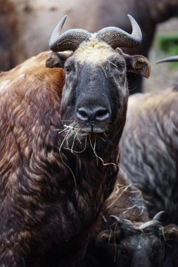 Photo of a Takin clipart