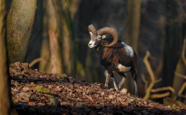 Photo of a Mouflon