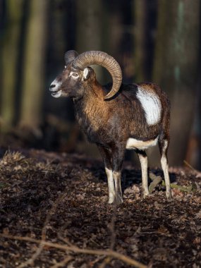 Photo of a Mouflon