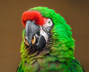 Mexican military macaw in zoo