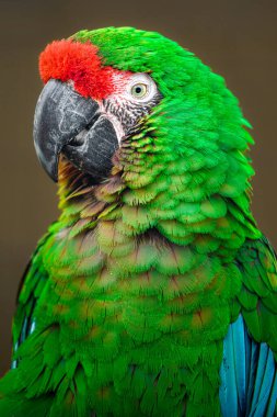 Mexican military macaw in zoo