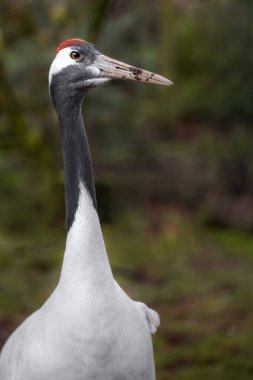 Kırmızı taç vinç Hayvanat Bahçesi