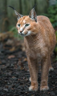 Portrait of Caracal in zoo