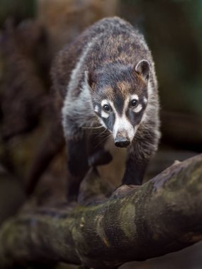 South American coati in zoo