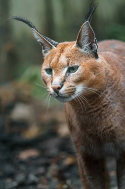Portrait of Caracal in zoo